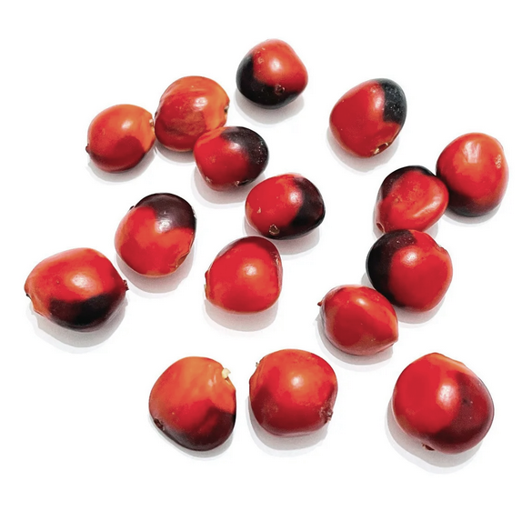 Semillas grandes de Huayruro macho - 30 und
