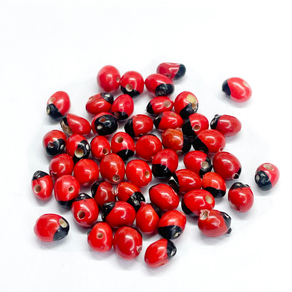 Semillas De Huayruro-peonia - 5mm aprox. - 50 und