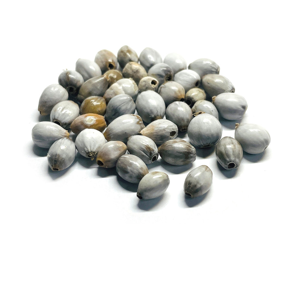 Semillas de Lagrima de San Pedro - 40und