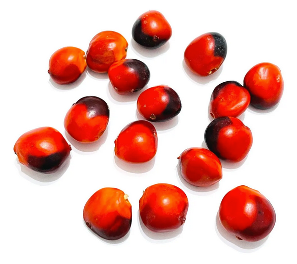 Semillas grandes de Huayruro macho - 30 und